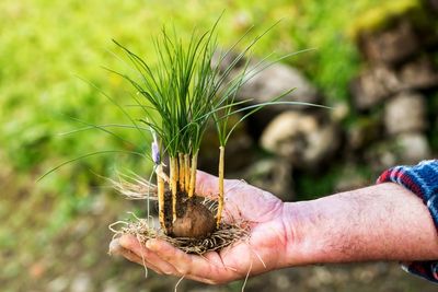 Hand Holding A Blooming Rooted Saffron Crocus Plant