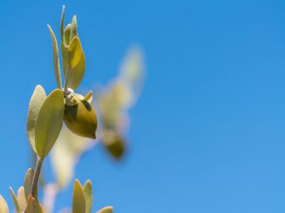 Close Up Of A Jojoba Plant