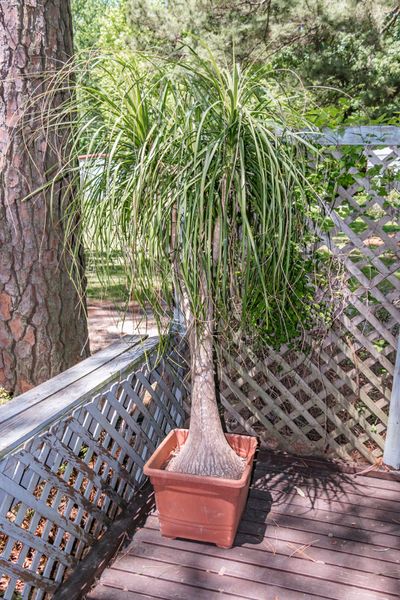 Large Outdoor Ponytail Palm