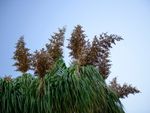 Flowering Ponytail Palm