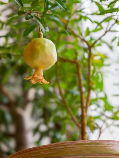 Container Grown Pomegranate Tree