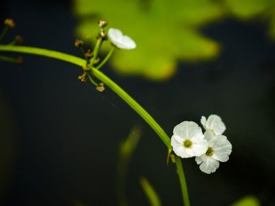 Tiny White Skeleton Flowers