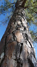 Loblolly Pine Bark