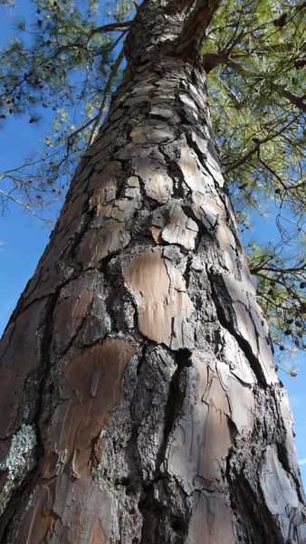 Large Loblolly Pine Tree