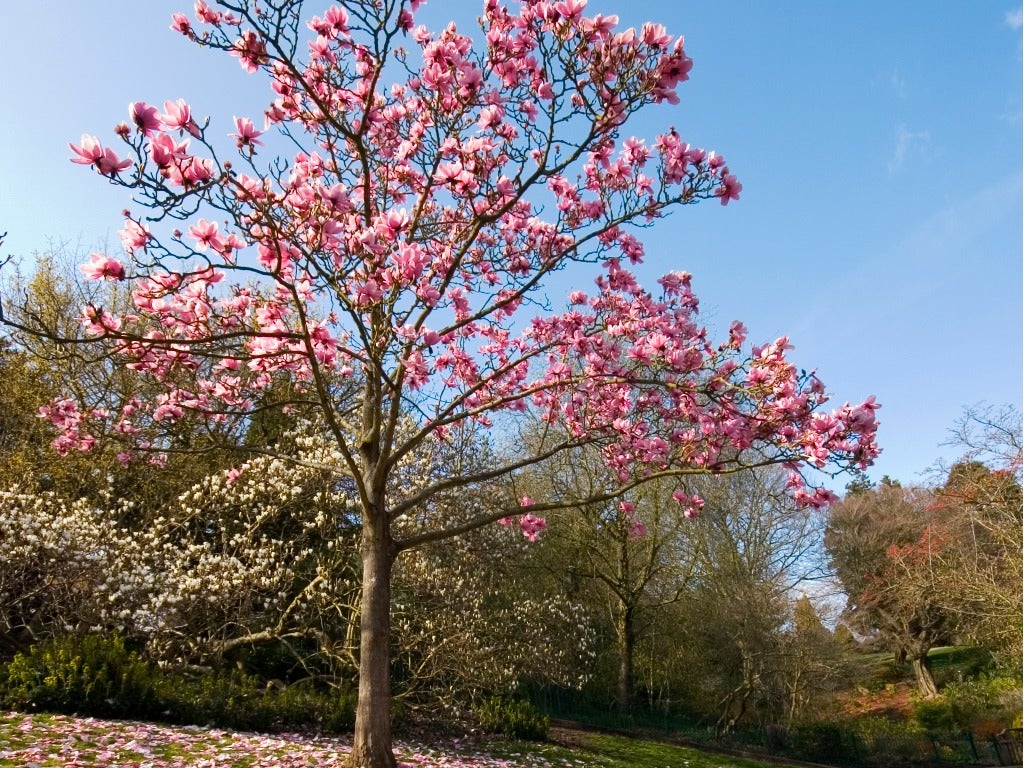 Magnolia Tree Types Learn About Common Varieties Of Magnolia Trees