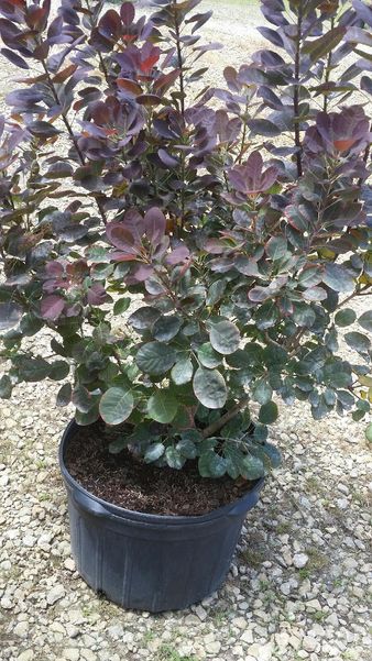 Smoke Tree Growing In A Container