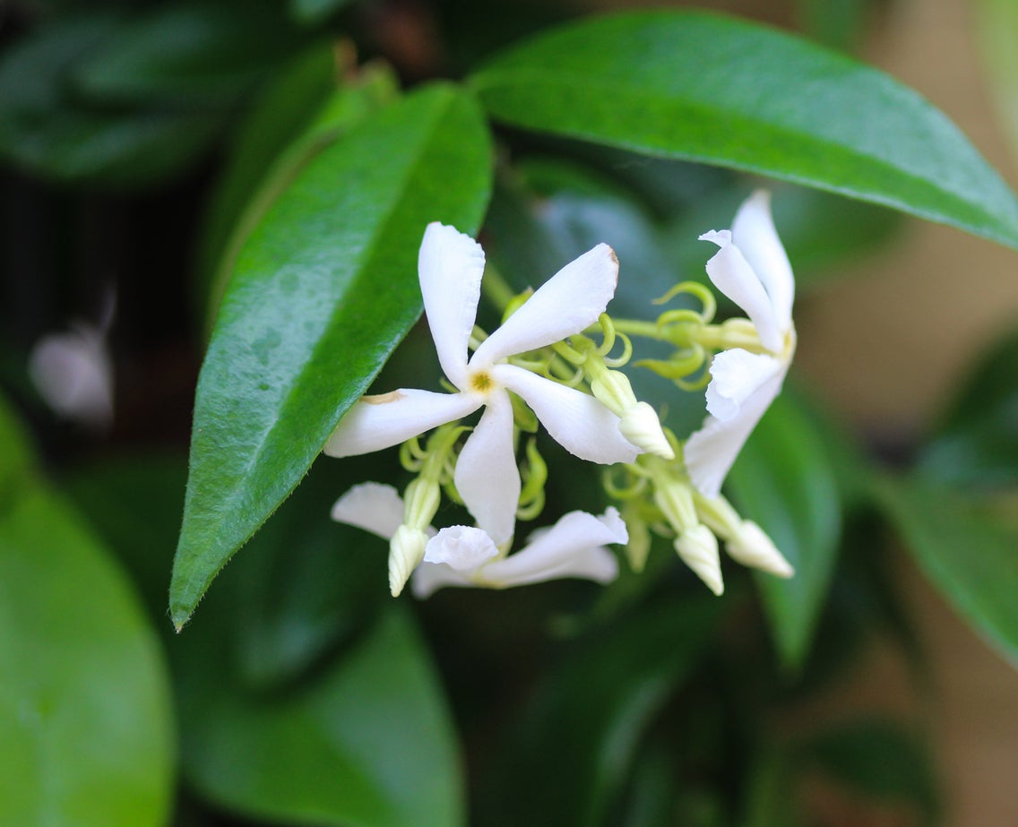 Growing Star Jasmine Vine   How And When To Plant Star Jasmine In ...