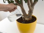 Watering An Indoor Yellow Potted Plant