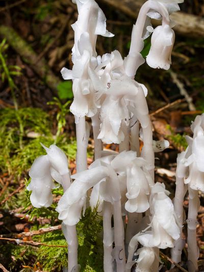 Indian Pipe Info: Where Does Indian Pipe Grow And What Is It Used For