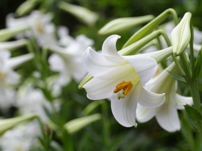 Many Easter lily flowers blooming outdoors