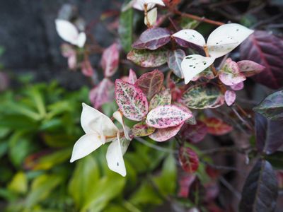 Multicolored Asian Jasmine Plant