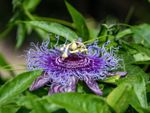 Purple Wild Passionflower