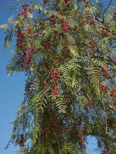 Large California Pepper Tree