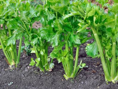 Many celery plants growing in the ground