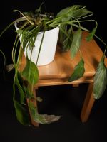 Wilted Peace Lily Plant In A Container On A Wooden Table