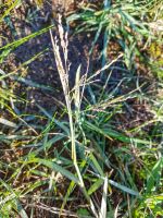 Torpedograss Weeds Growing In Grass Spots