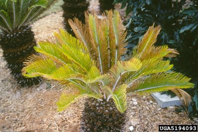 Sago Palm Disease On Plant