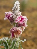 Snapdragon Plant Covered In Frost