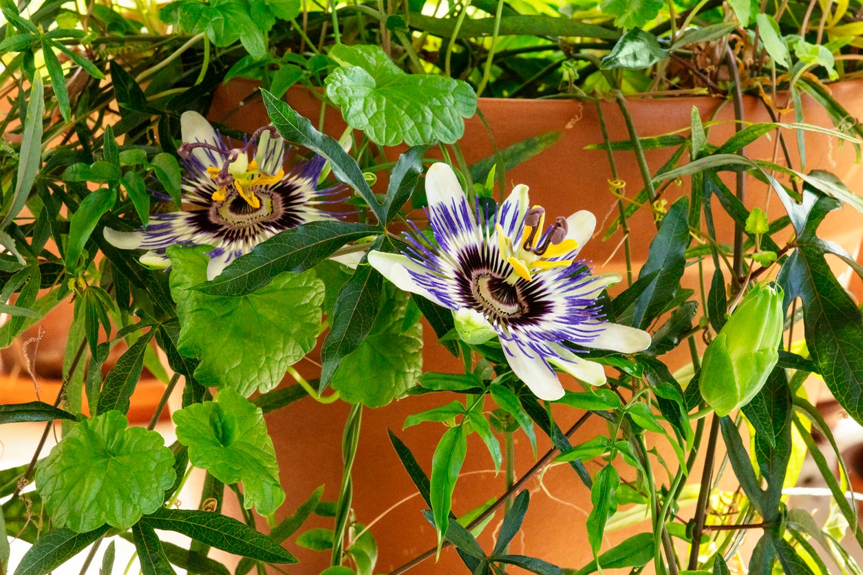 Container Grown Passion Flowers Guide To Growing Passion Flower In Containers