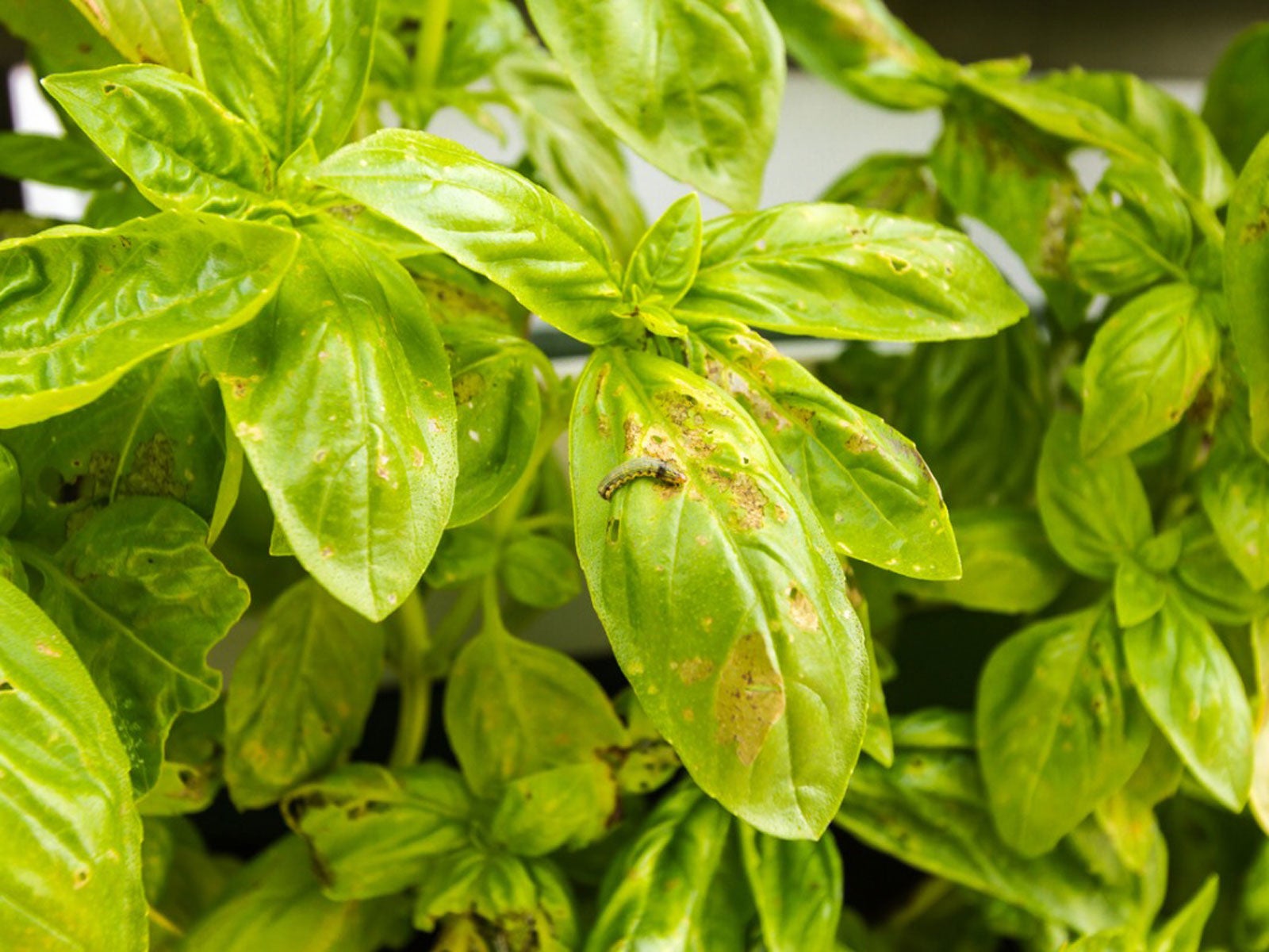 Yellowish Basil Leaves What Causes Basil Leaves To Turn Yellow,Sweet Chili Sauce Chicken