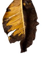 Brown Philodendron Leaf