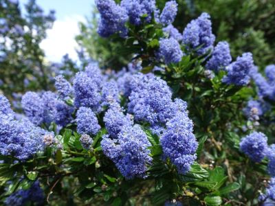 Blue Flowering Ceanothus Soapbush