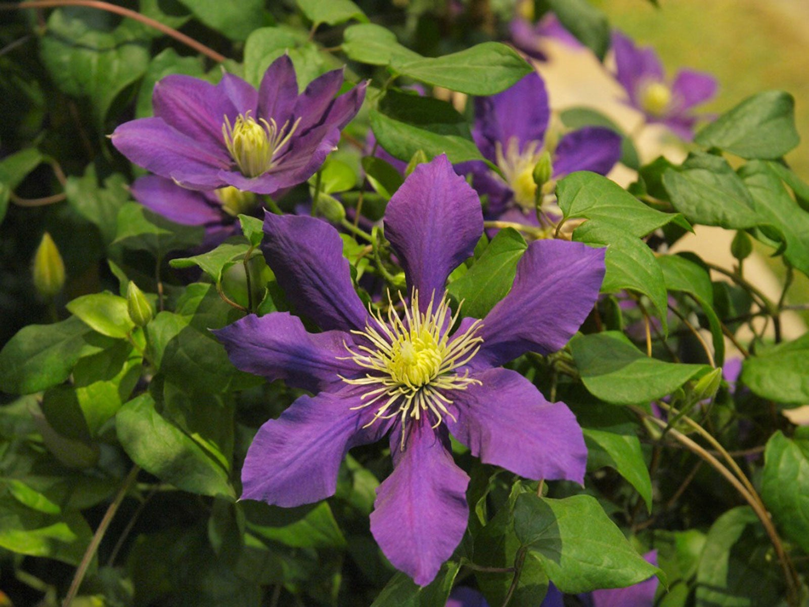 No Blooms On Clematis Reasons For Clematis Vine Not Blooming Well