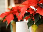 Multiple Potted Poinsettia Plants