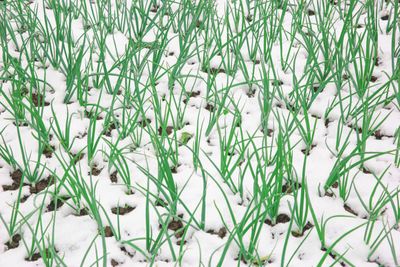Onions In The Garden Covered In Snow