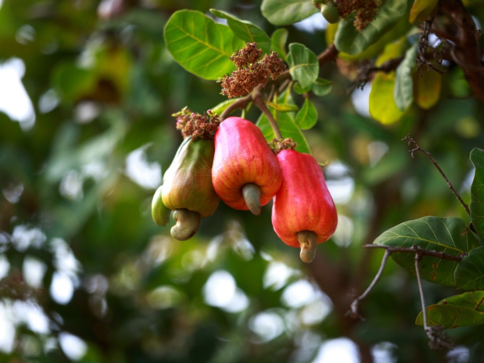 Cashew Nut Tree And Fruit