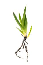 Aloe Vera Plant With Roots