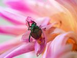 Insect On Pink Dahlia Flower
