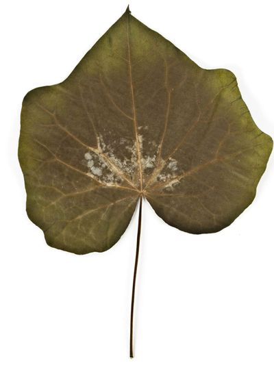 Moonseed Vine Leaf