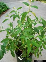 Potted Butterfly Bush Plant
