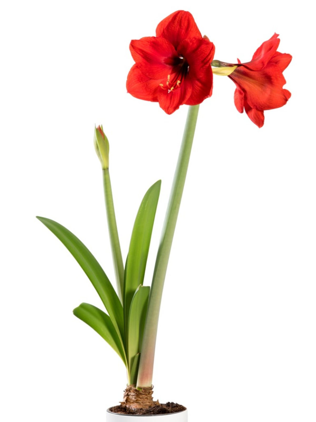 Do i have to chill amaryllis bulb before planting indoors