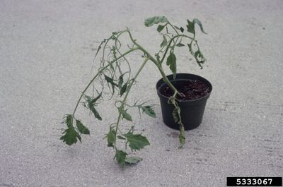 Wilted Tomato Plant With Mosaic Virus