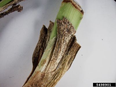 Diseased Agapanthus Plant