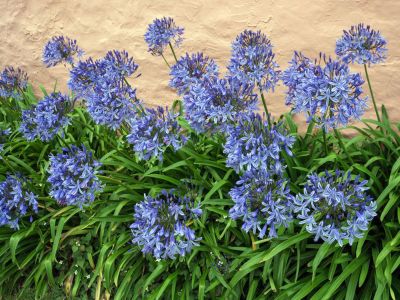 Agapanthus white/blue 'queen mum' plug plants hardy perennial flower plant