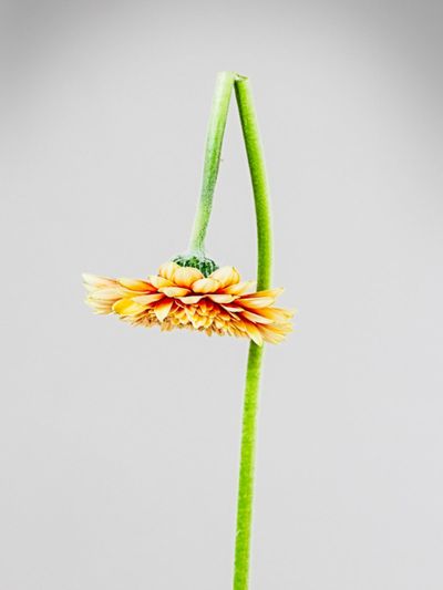 Flower With A Broken Stem