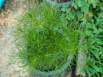 Container Grown Dill Plant
