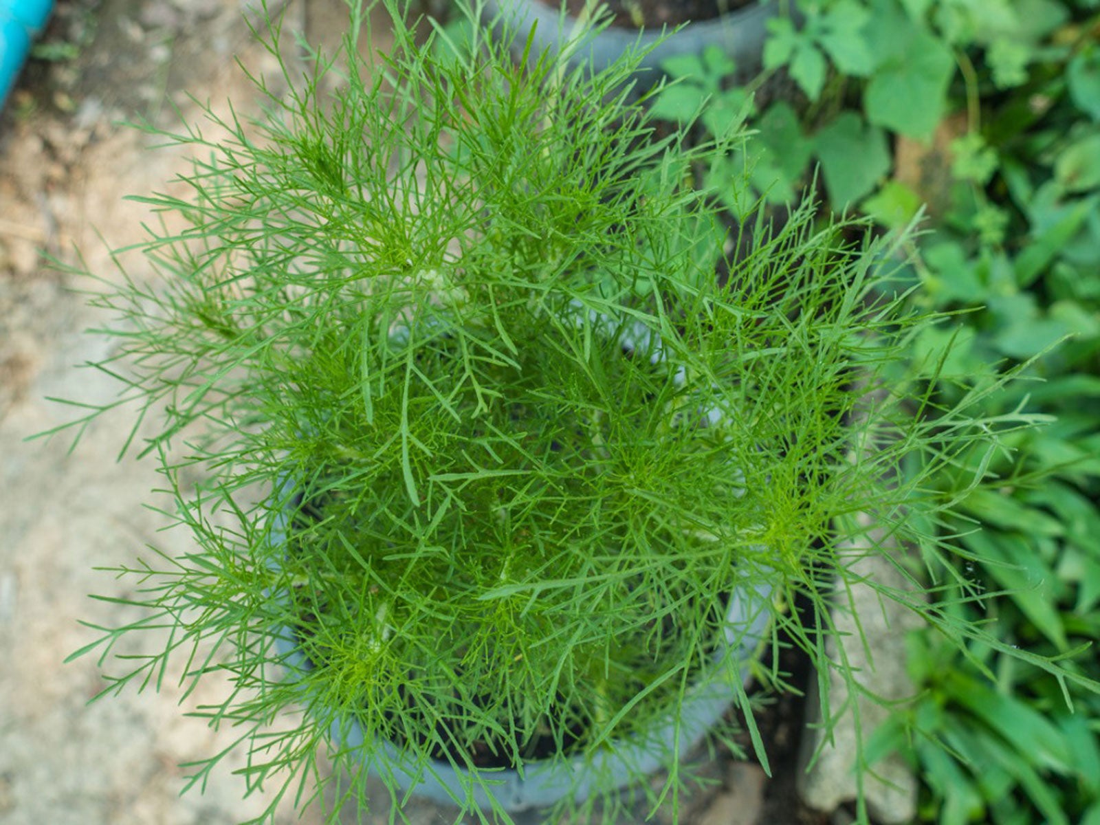 How to plant dill indoors