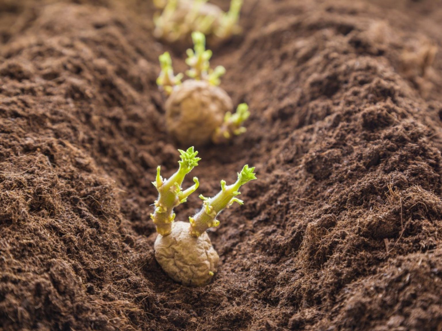 Growing Potato Plants Information On Planting Depth Of Potatoes