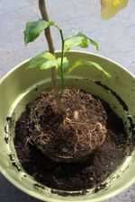 Lemon Tree In Large Pot