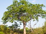 mahoganhy tree