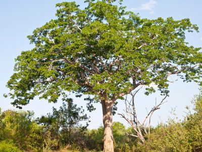 Large Mahogany Tree