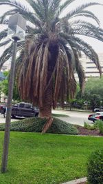 palm losing frond