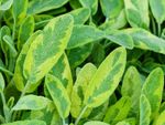 Golden Sage Plants With Light And Dark Green Leaves