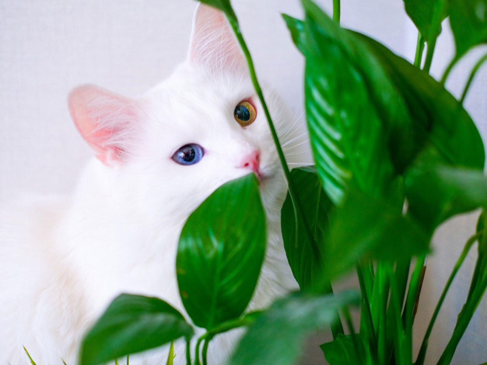 Is Peace Lily Toxic To Cats - What Are Symptoms Of Peace Lily Poisoning In  Cats