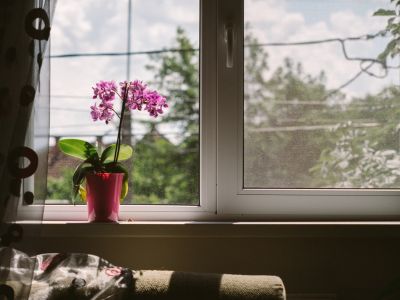 Potted Orchid Houseplant On A Windowsill