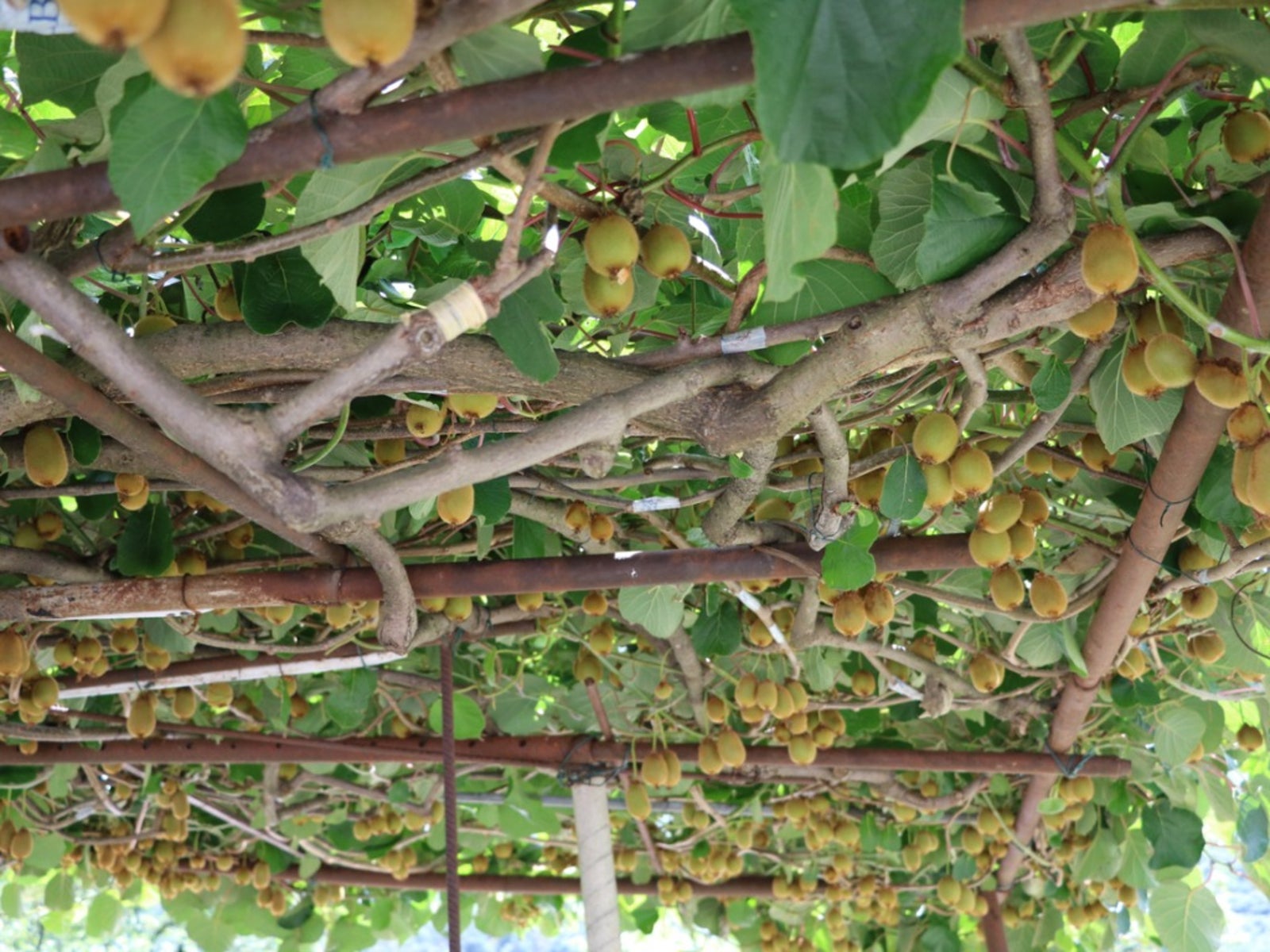 pruning overgrown kiwi vines - how to prune kiwi an overgrown kiwi